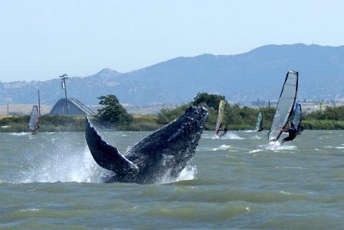 Humpback Whale