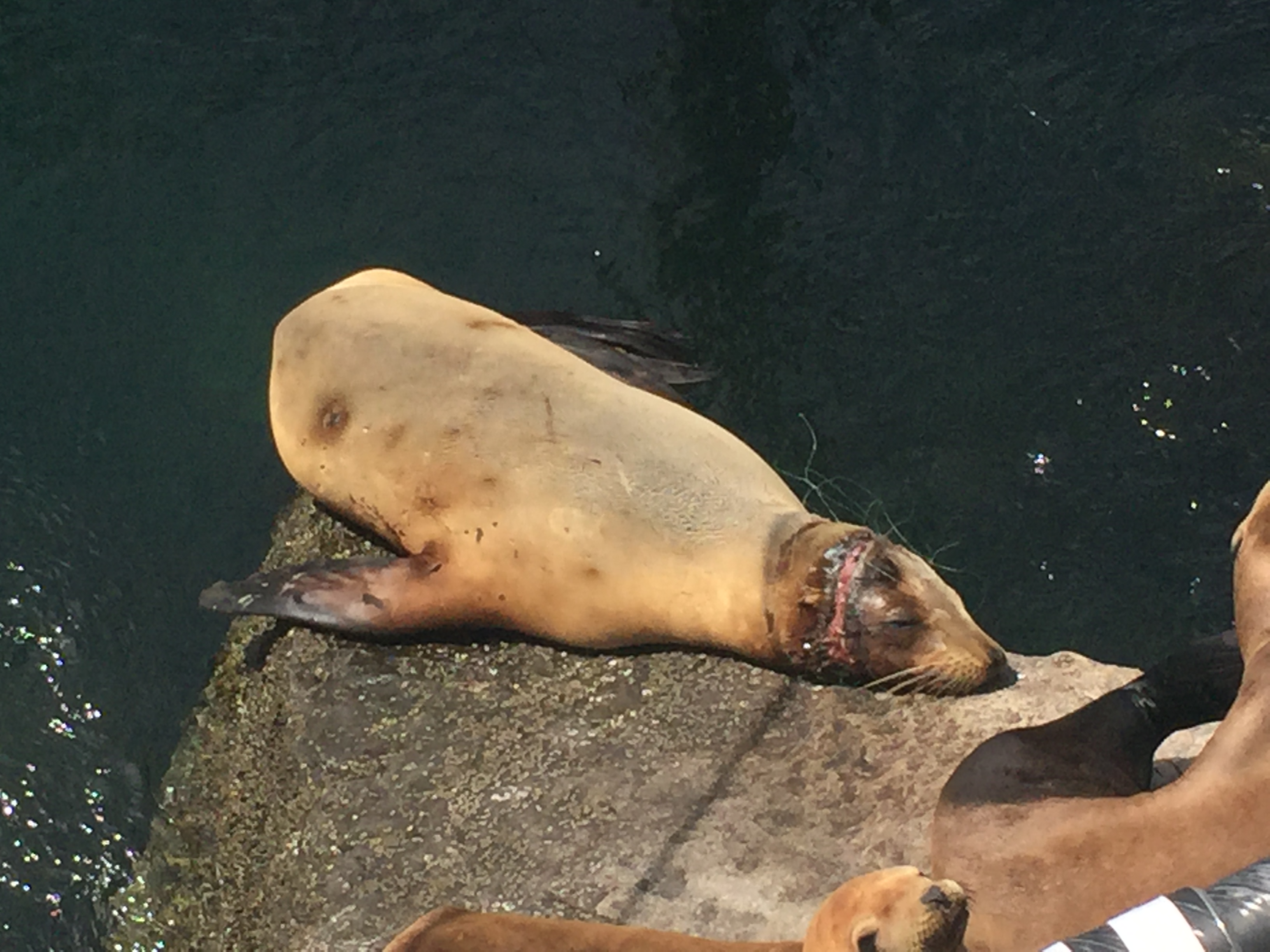 seal