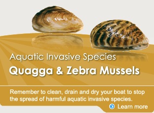 Quagga & Zebra Mussels