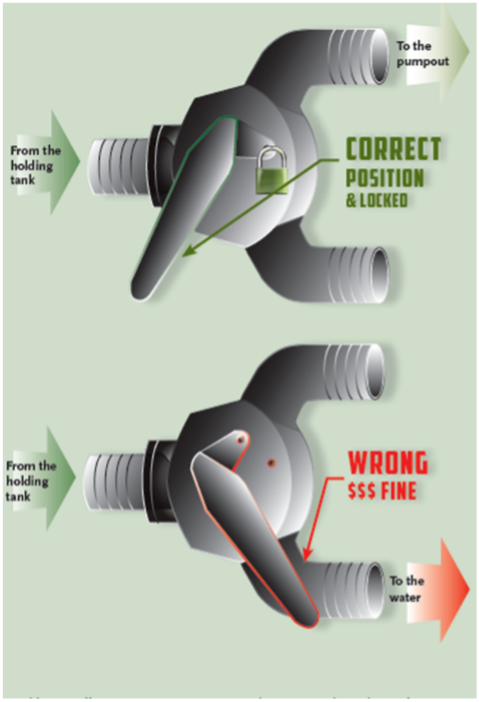 y valve image