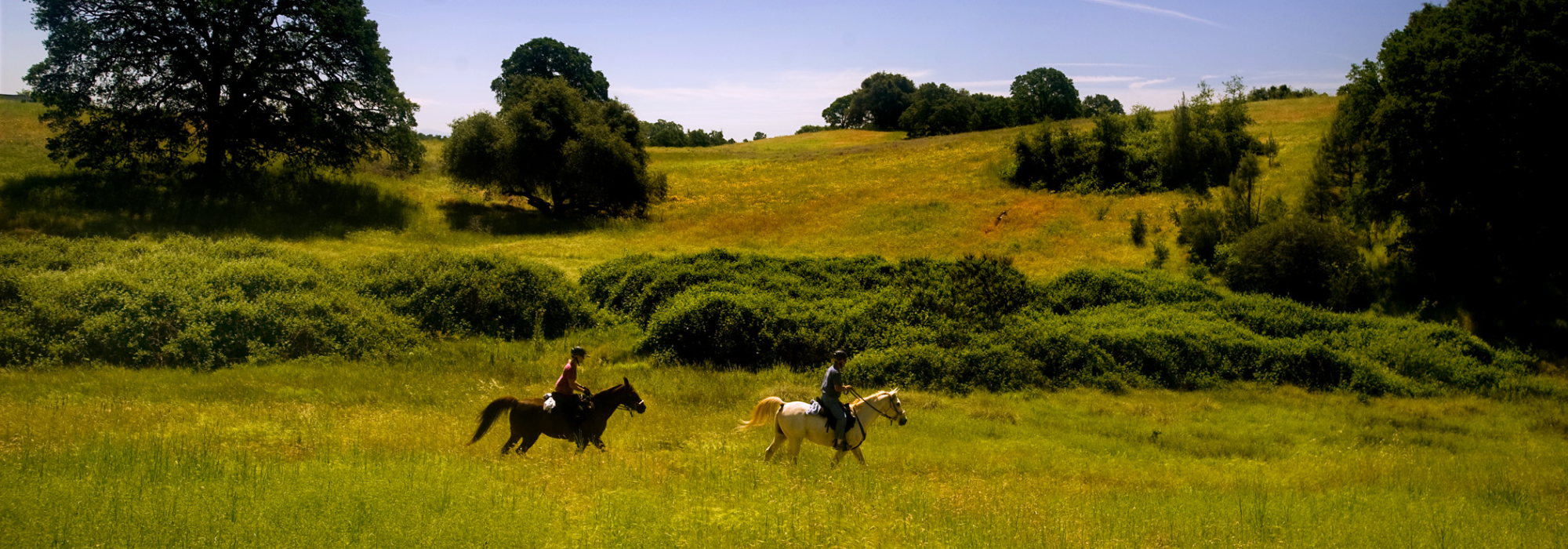 Horses Horses galloping the fields
