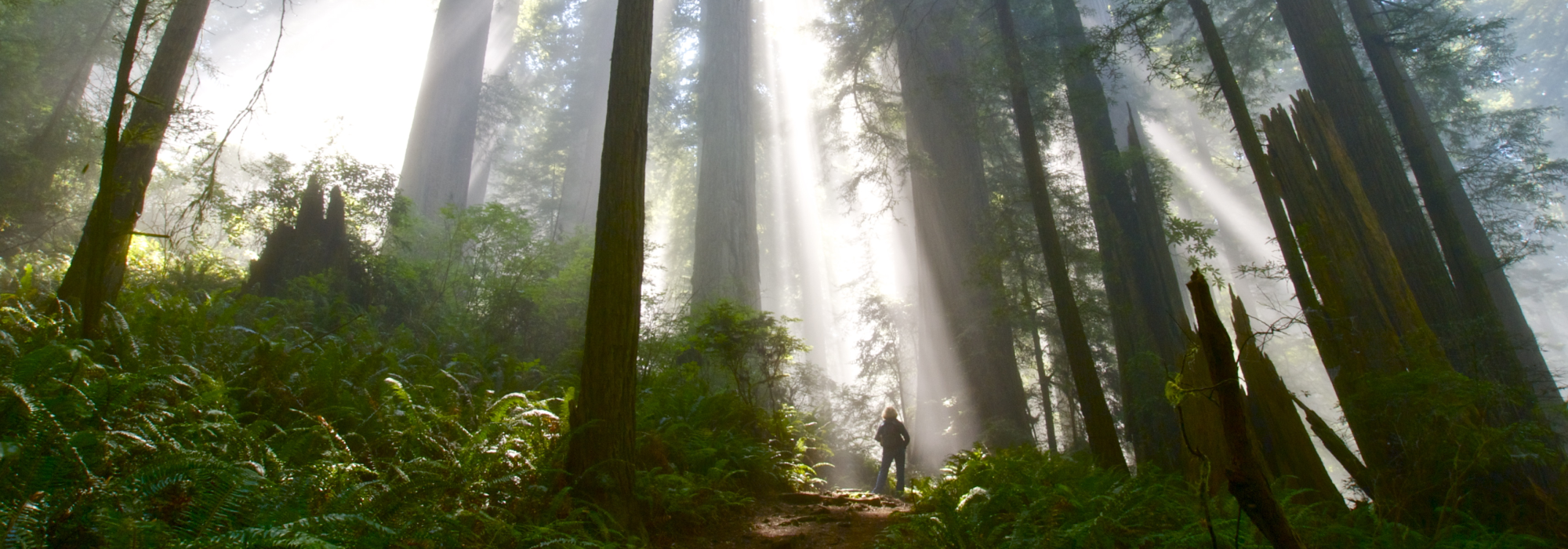 Hiker in the Woods