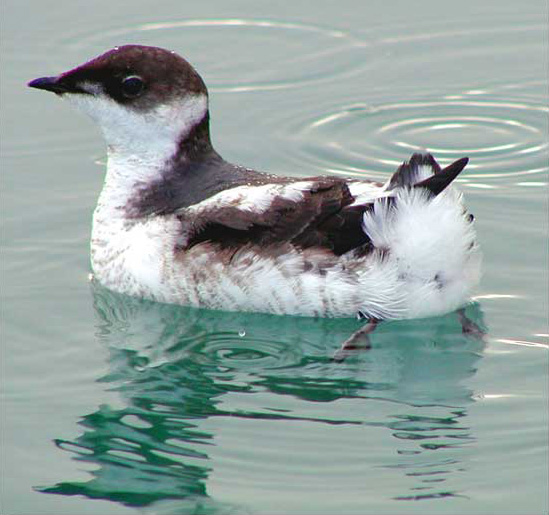 Marbled Murrelet