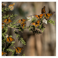 Butterflies