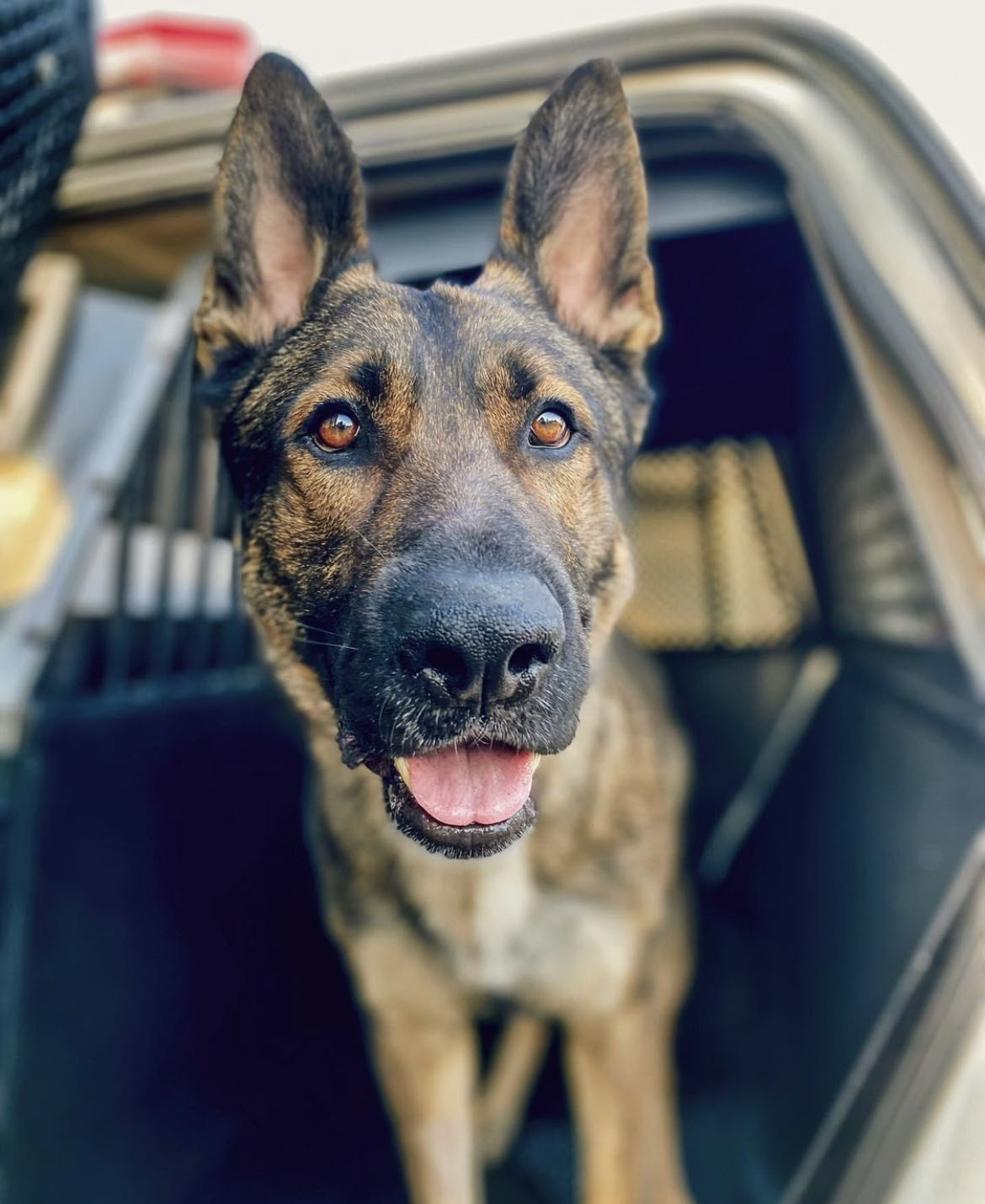 K-9 ready for patrol. K-9 ready for patrol.