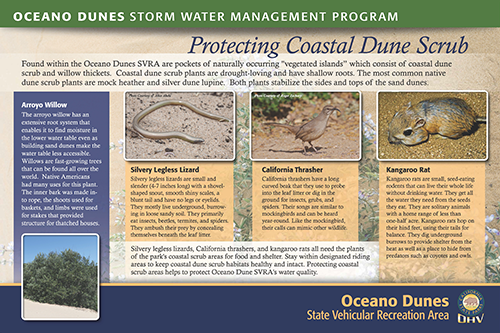 Protecting Coastal Dune Scrub Brouchure