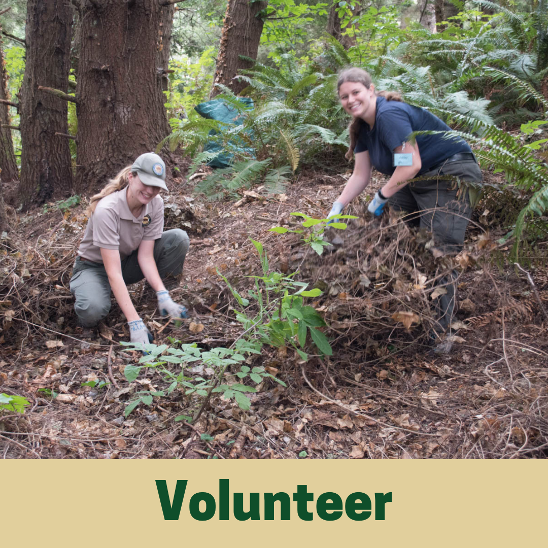 Volunteer
