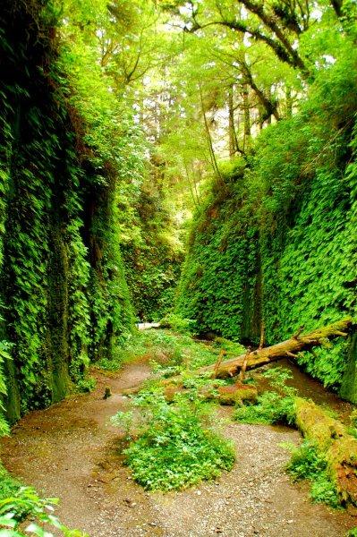 Fern Canyon