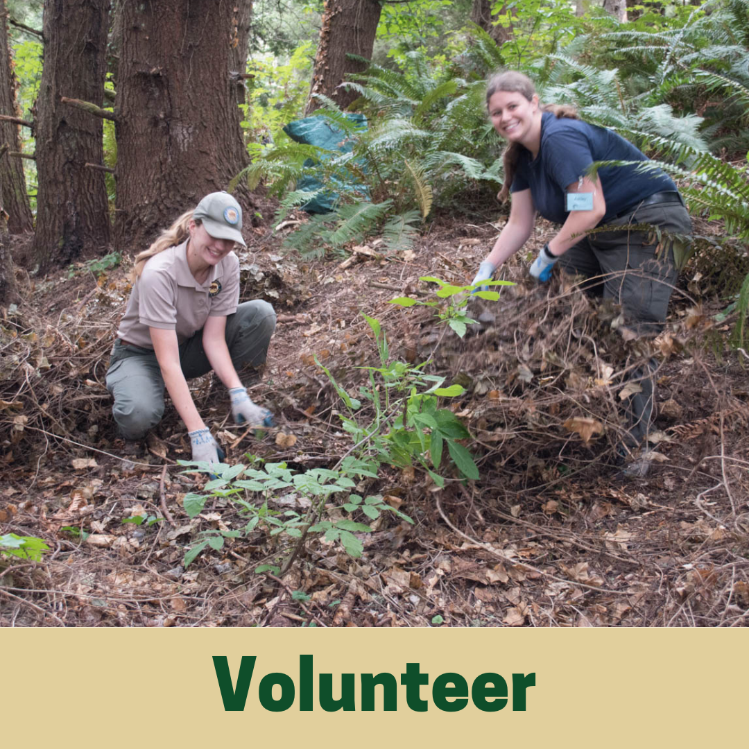 Volunteer