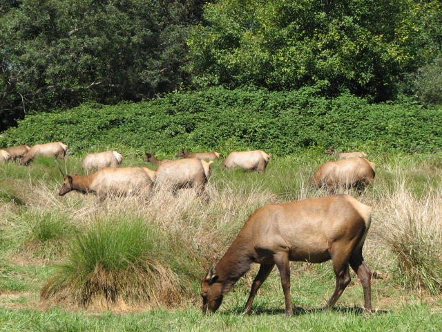 Elk grazing