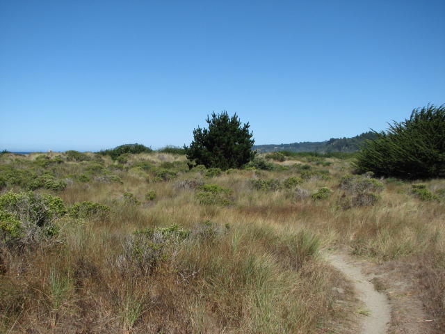 Grassy Dunes Image