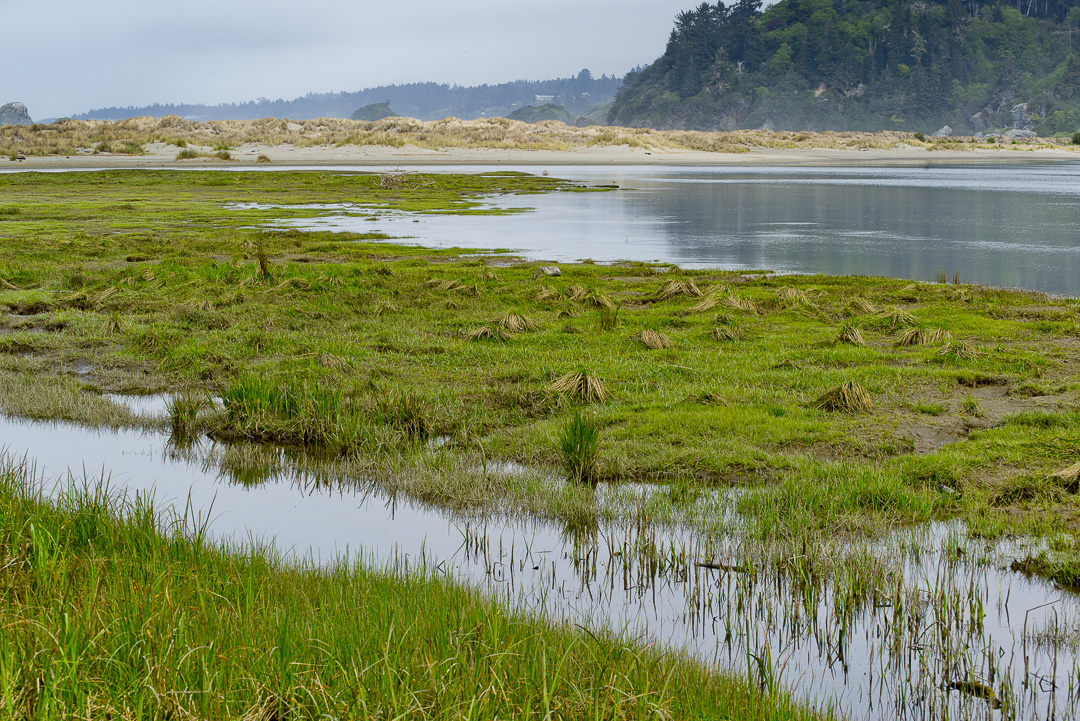 Wetlands area