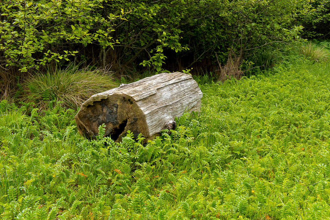 Grassy area