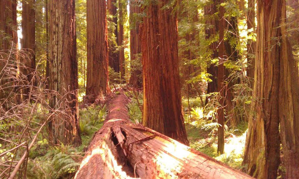 Sunlight in trees image