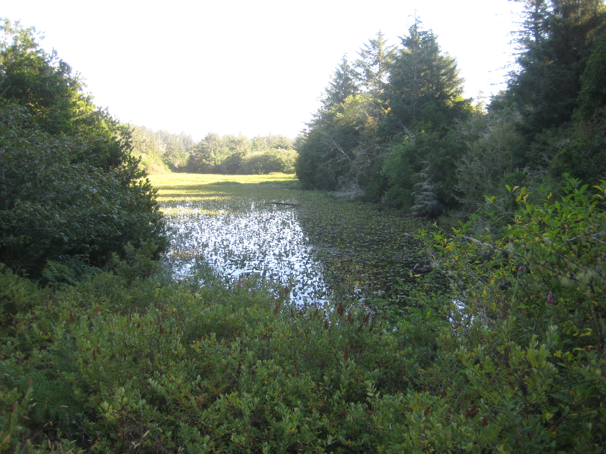 Marsh Image