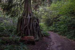 Western hemlock