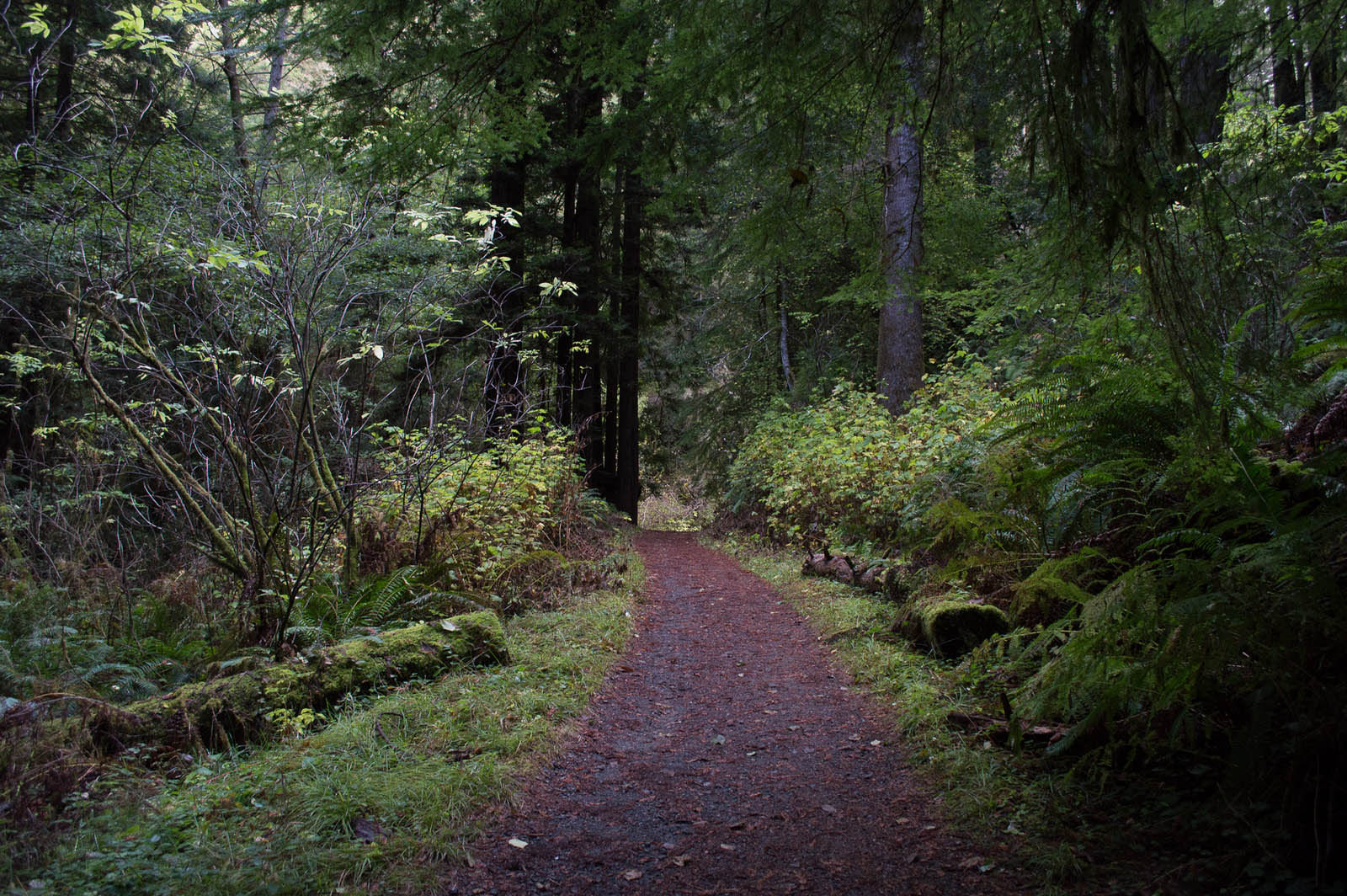 Fern Canyon Scenic Trail