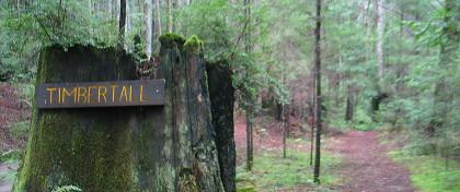Timbertall path at Mendocino Woodlands
