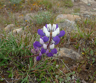 Wild Flower