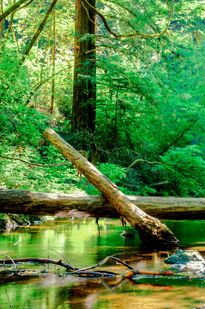 Creekside