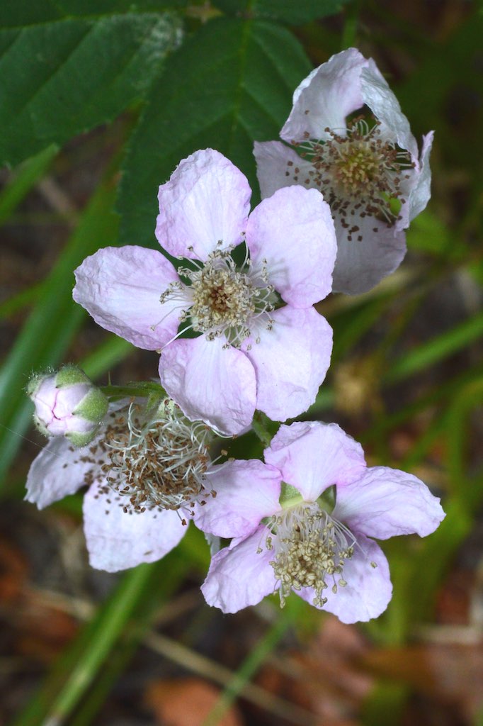 Wildflower