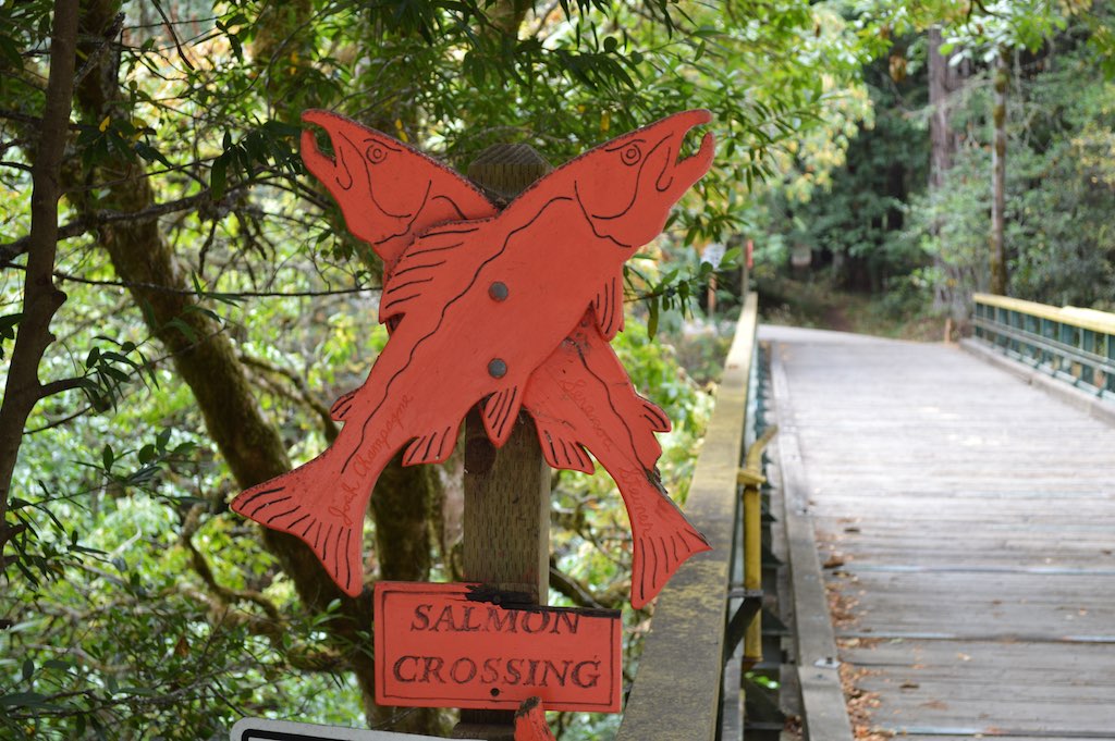 Salmon Crossing