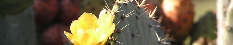 Prickly pear cactus