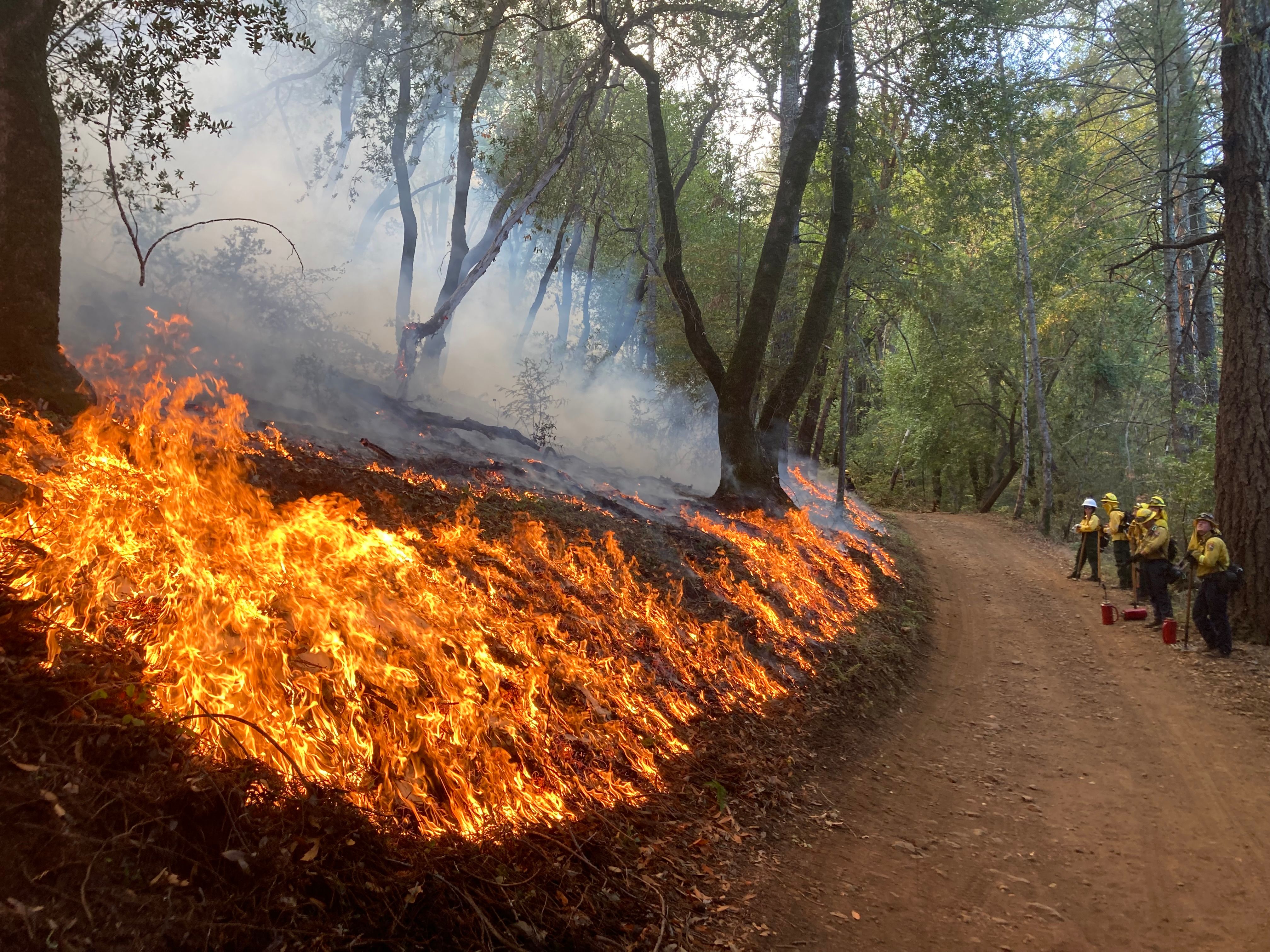 Prescribed Burn Along Mountain Trail