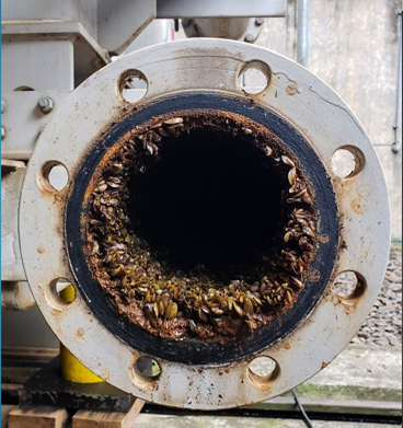 Golden mussels colonizing a water pipe at a hydroelectric plan in Brazin (Mountinho, 2021)
