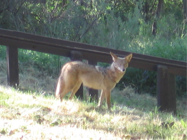 Coyote image