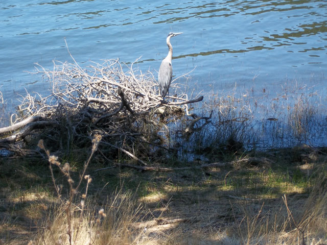 Wildlife image