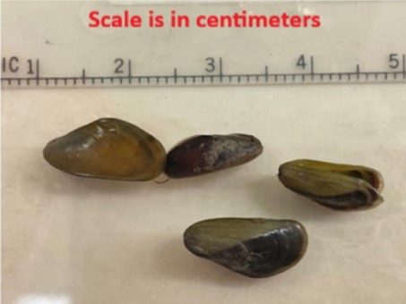 Golden Mussels found in San Joaquin River just outside Stockton in October 2024
