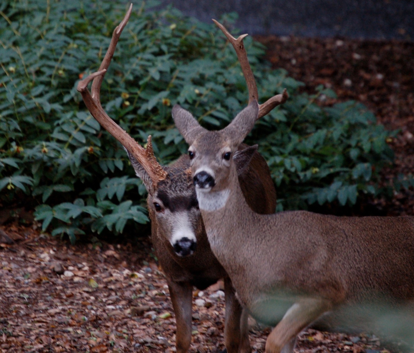 Deer