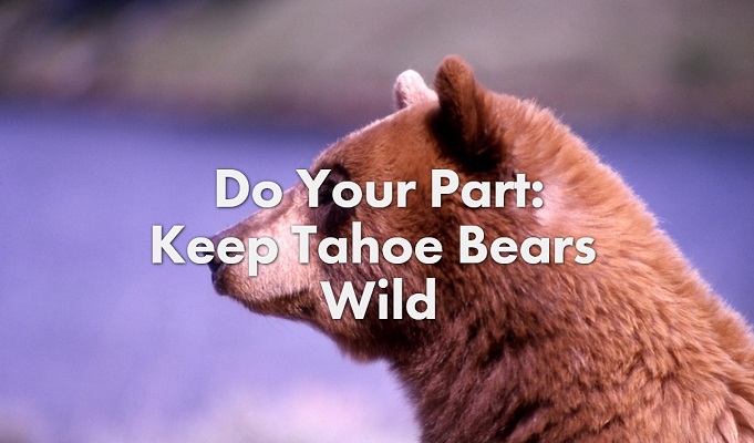 tahoebears.org