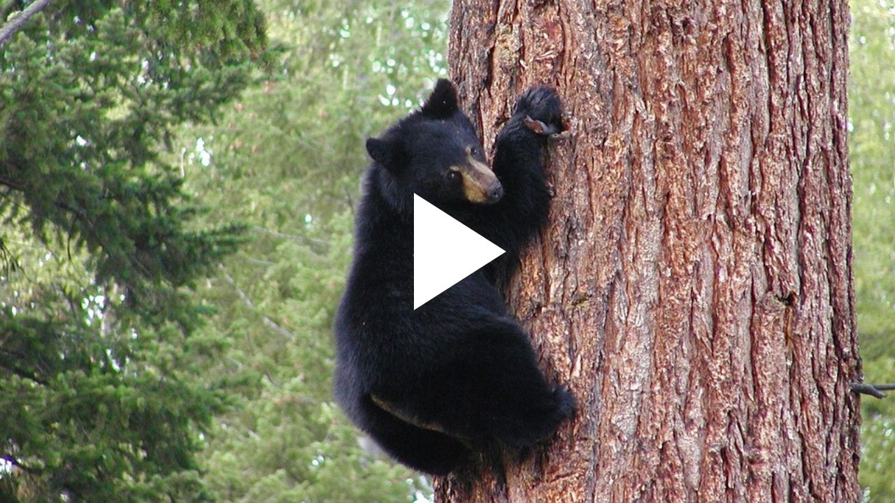 Sugar Pine Point Information Video