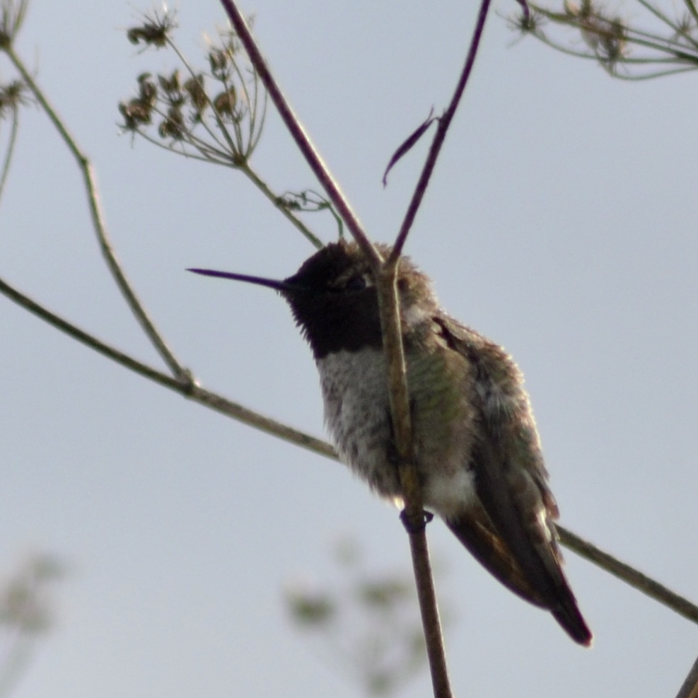 Anna's Hummingbird Anna's Hummingbird