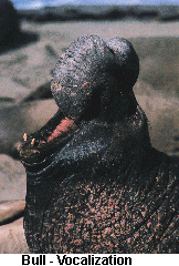 Bull Vocalization | Photo: California State Parks-Frank Balthis