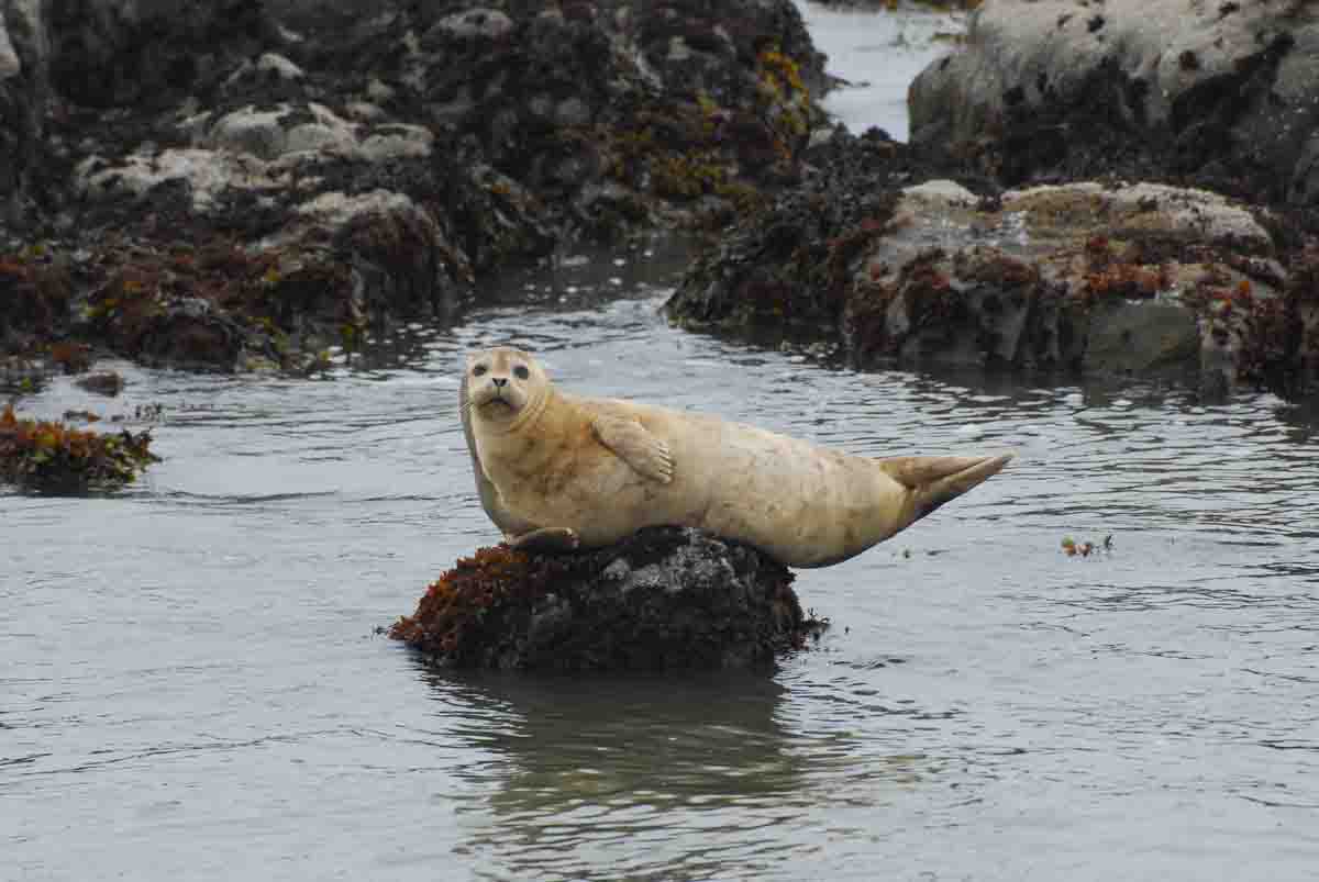 Harbor Seal