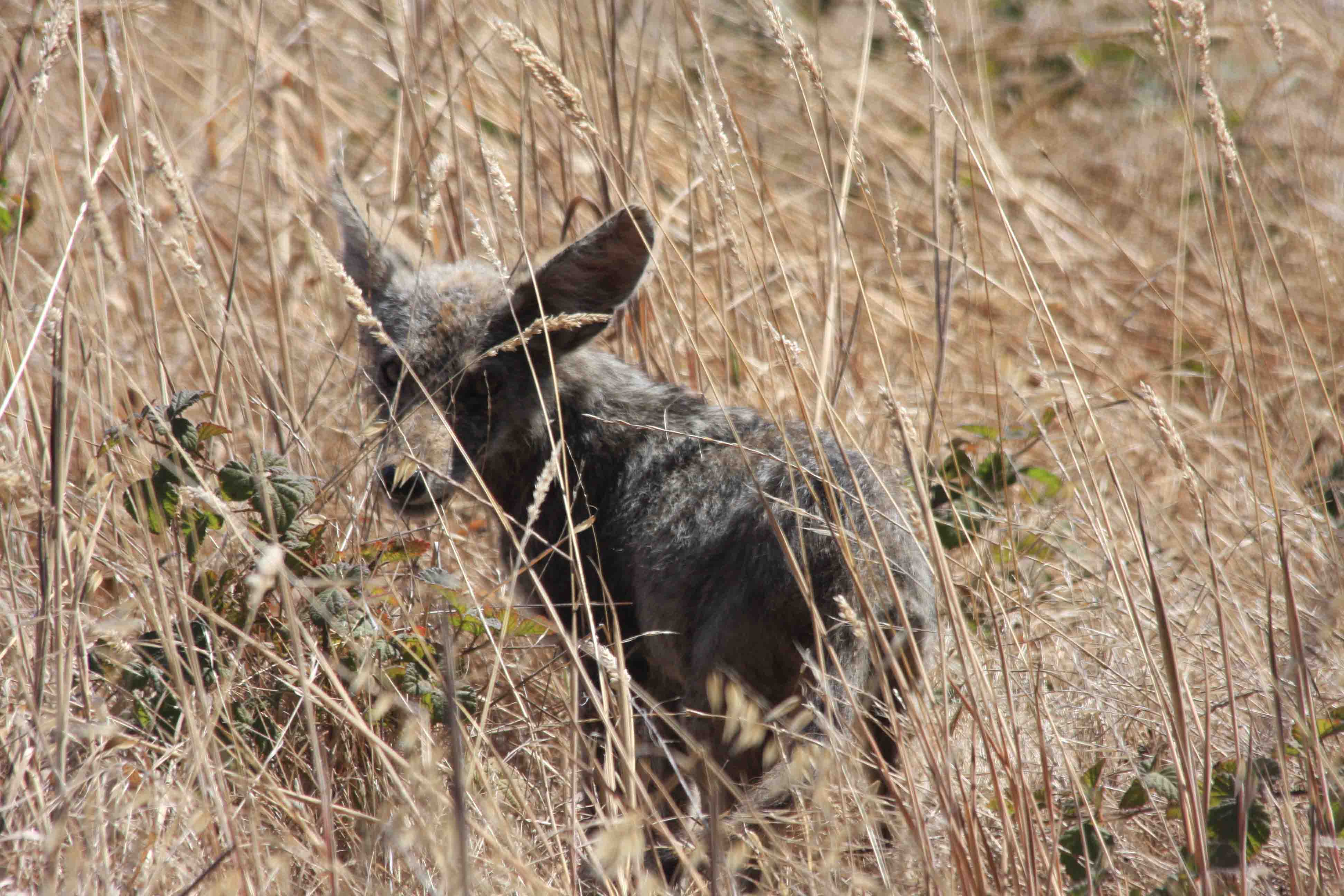 Coyote