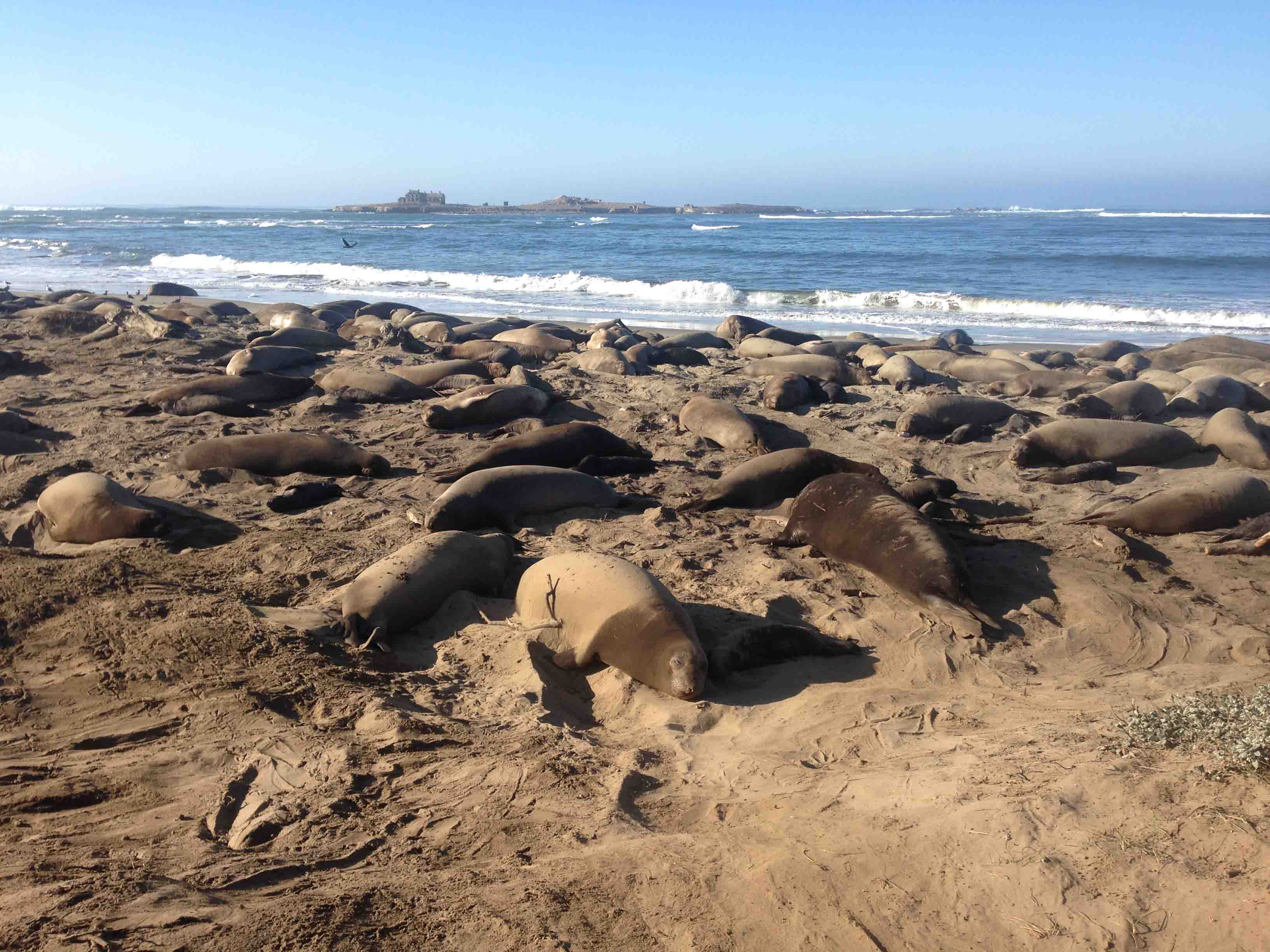 Seals