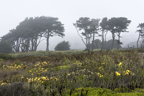 Half Moon Bay park image