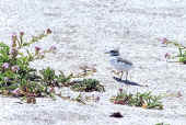 Photo: Snowy Plover on the beach at Half Moon Bay