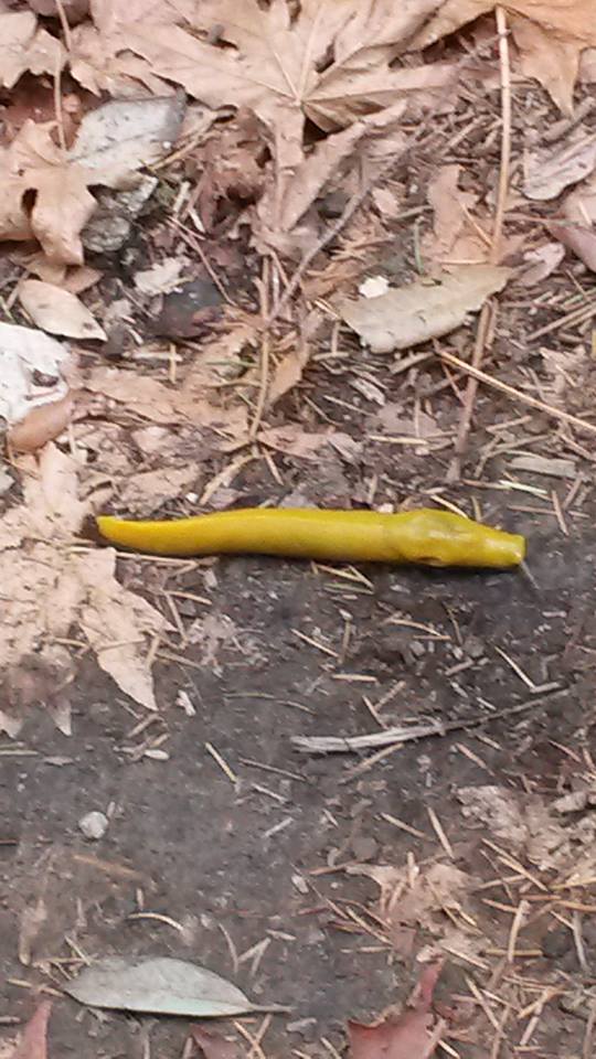 Banana slug Rose Nelson