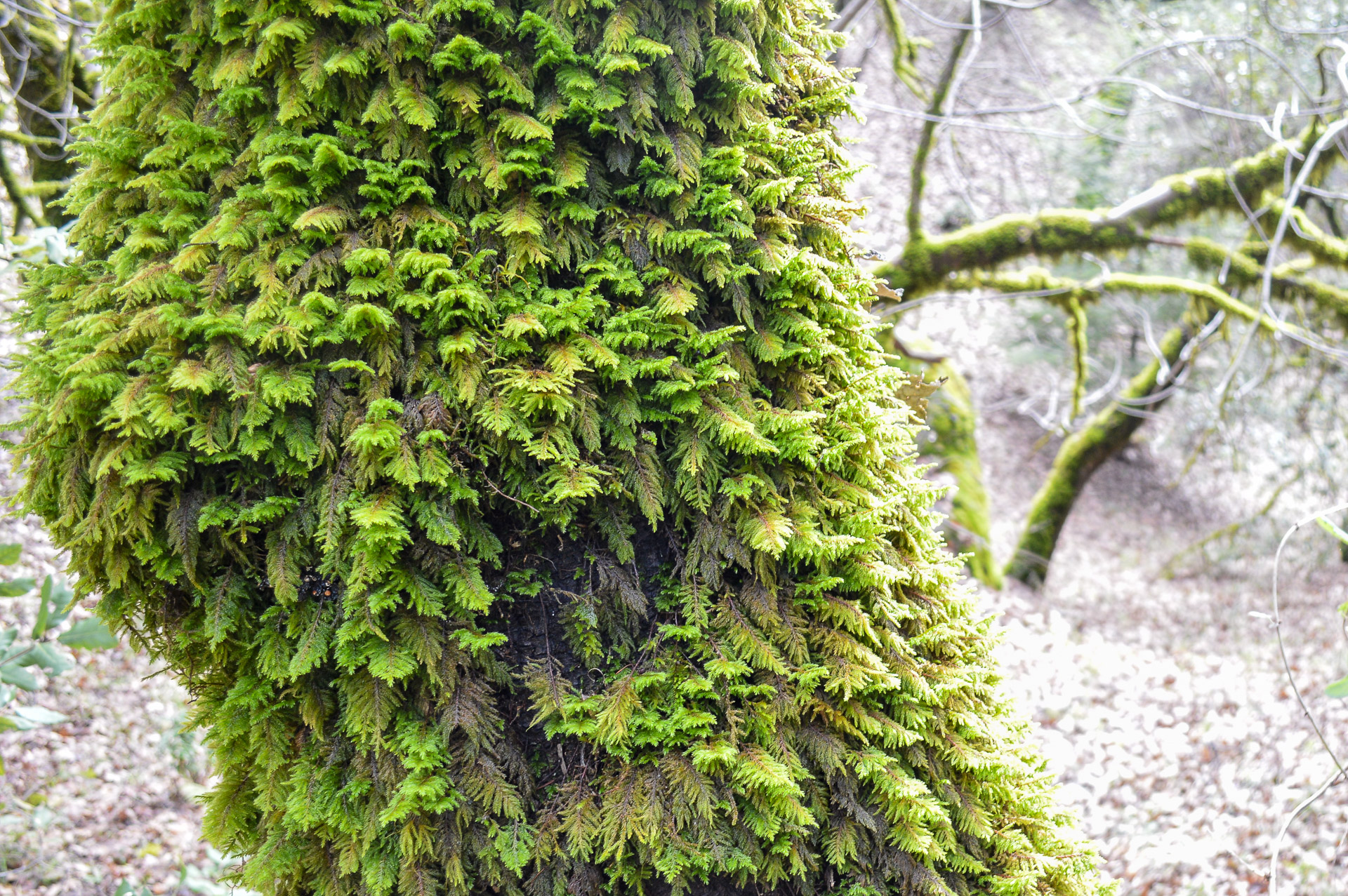 Ferns sprouting from log
