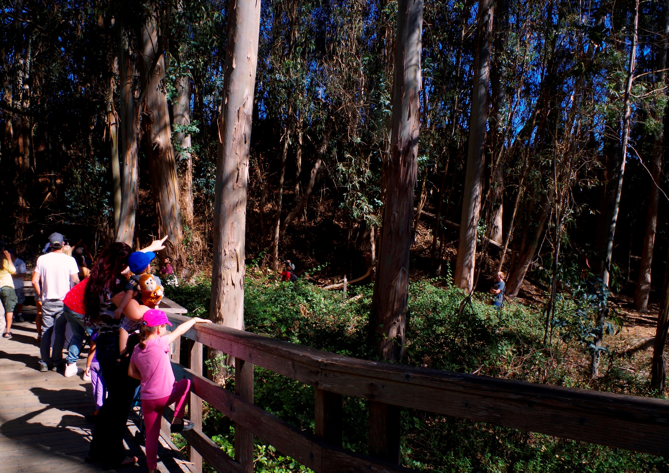 monarch grove