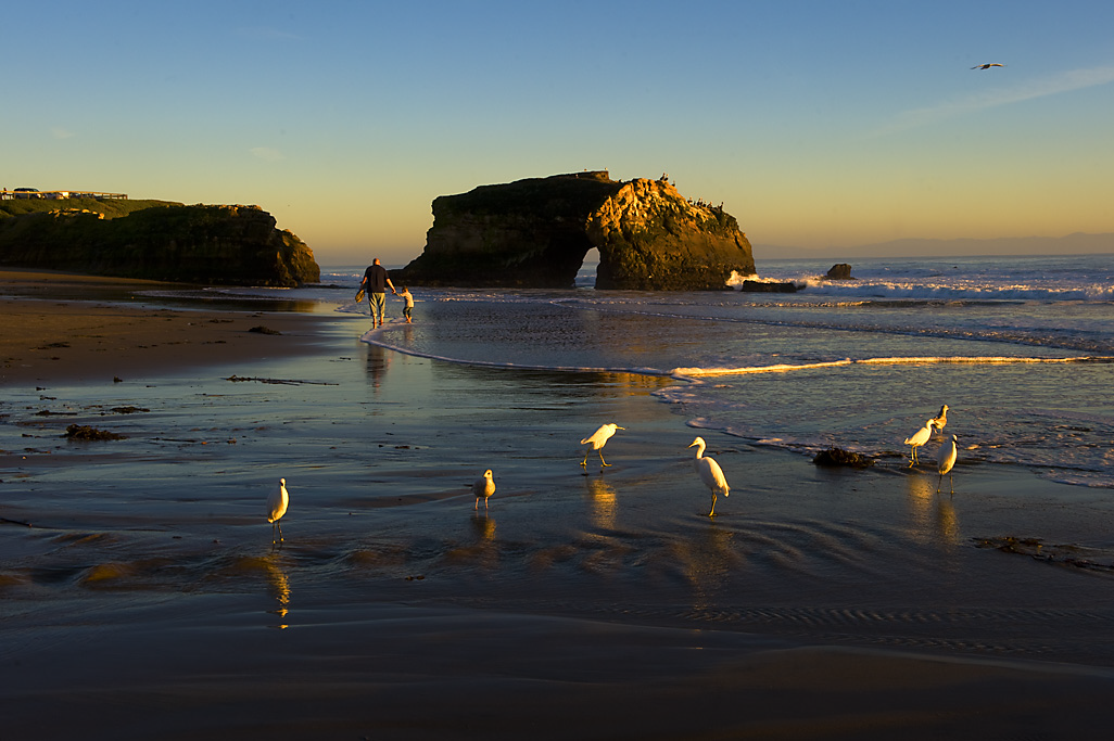 Birds on the beach
