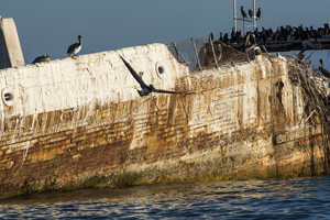 Pelicans, cormorants, and seagulls perch or fly near the 