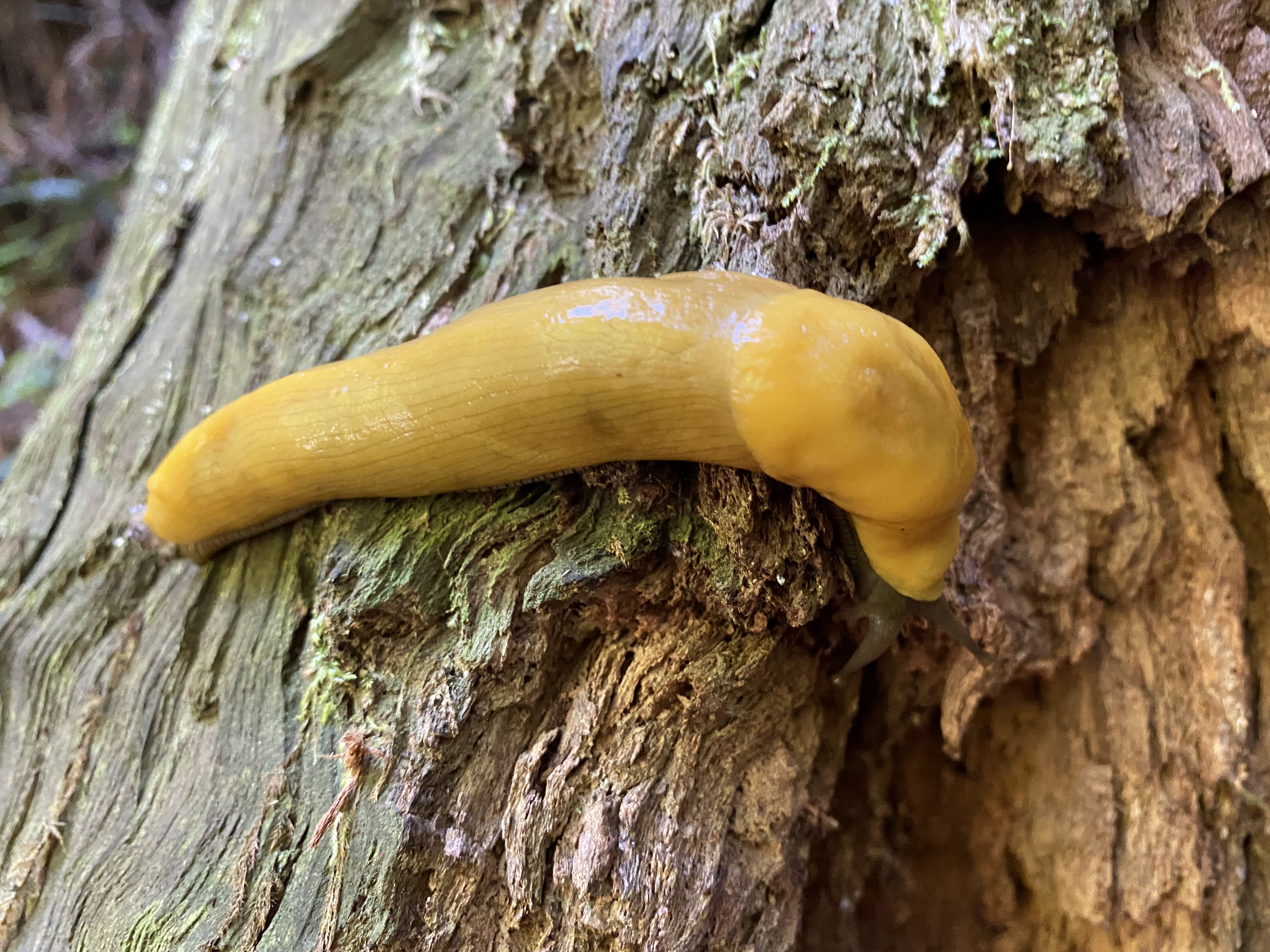 Banana slug on tree trunk in The Forest of Nisene Marks