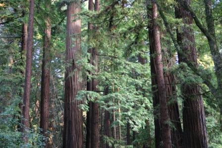 Redwoods in Henry Cowell Redwoods State Park