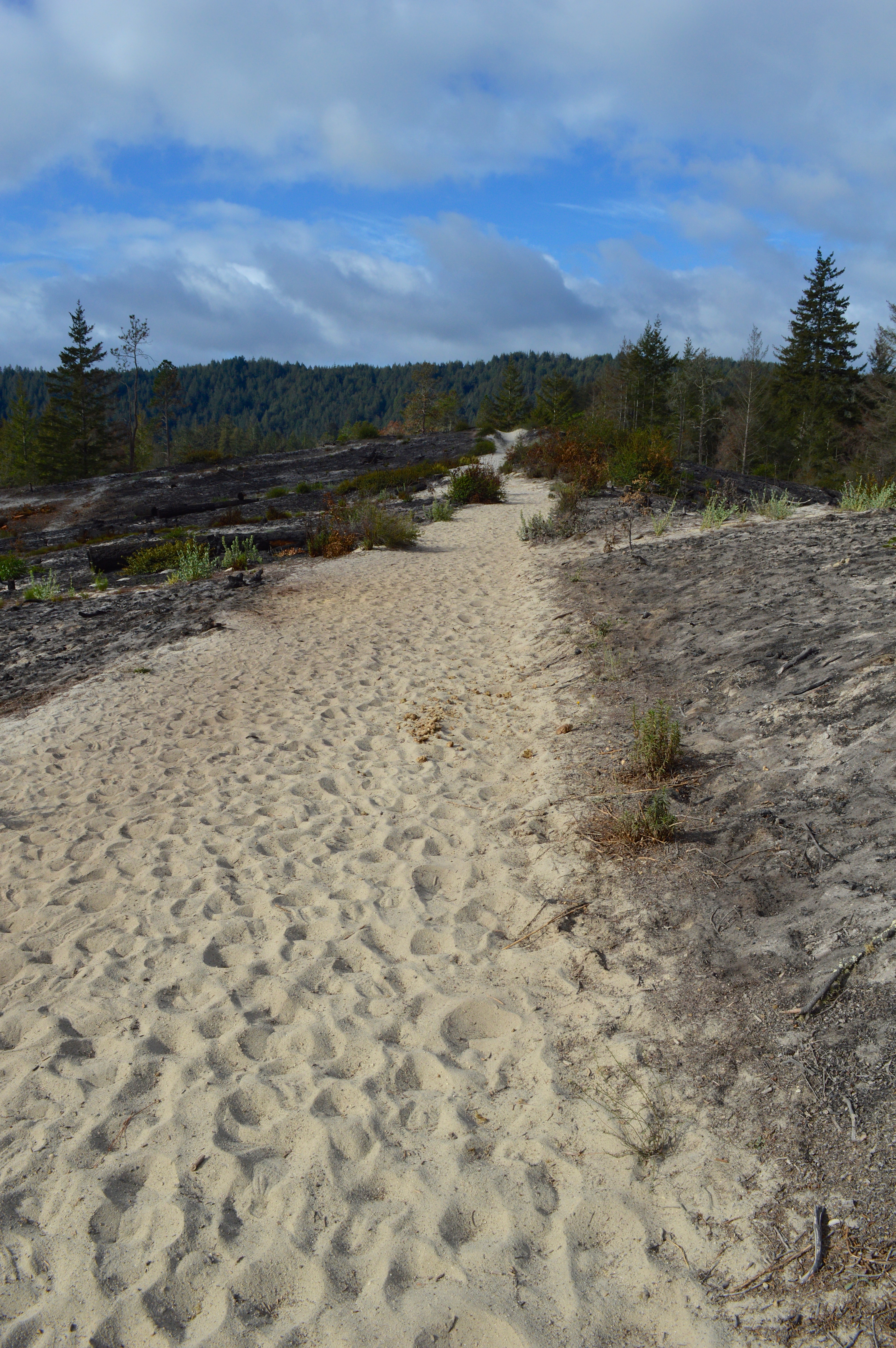 Santa Cruz sandhills Joan Hamilton SRL